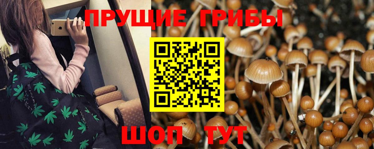 Галлюциногенные грибы Psilocybe Ахтубинск